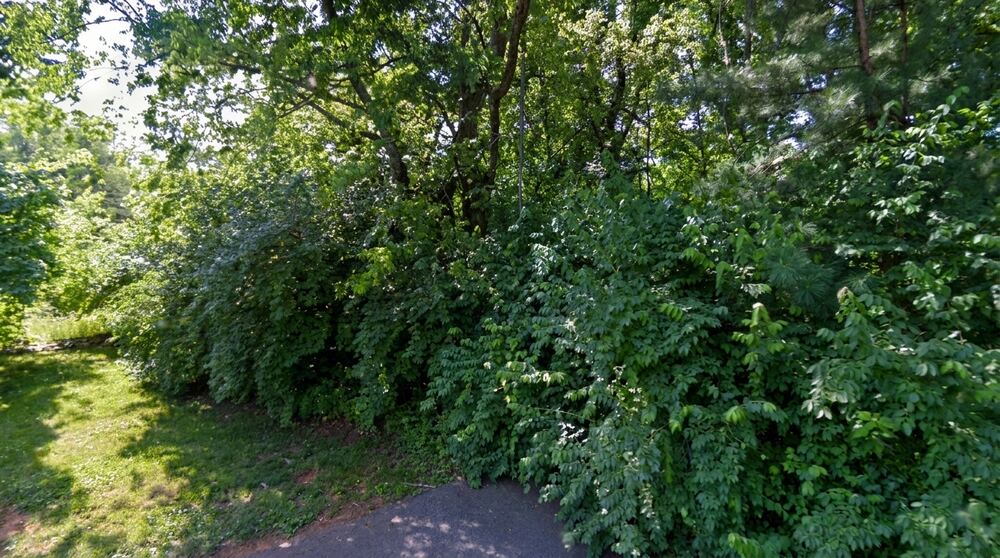 The tree line at the end of Luxmore Drive in May